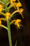 Crested yellow orchid